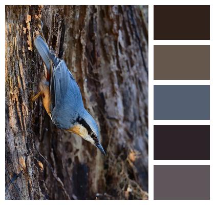 Bird Watching Bird Nuthatch Image